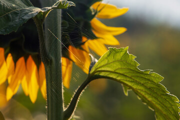 Close-up of delicate spiderweb stretched between sunflower stems, with vibrant yellow petals and green leaves in the background