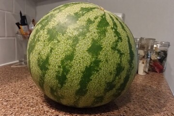 Whole and slice of ripe watermelon, heap of watermelon slices as background