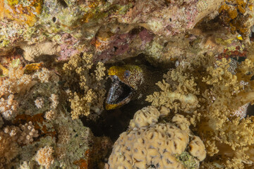 Moray eel Mooray lycodontis undulatus in the Red Sea, Eilat Israel
