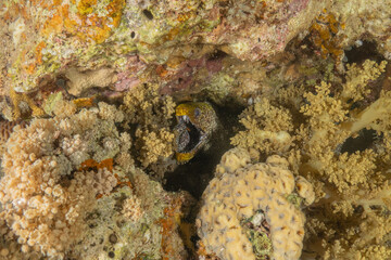 Moray eel Mooray lycodontis undulatus in the Red Sea, Eilat Israel
