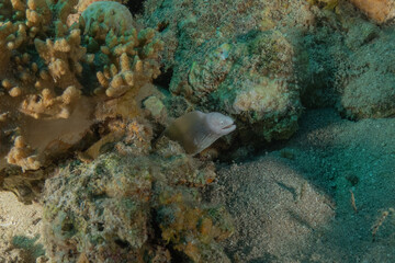 Moray eel Mooray lycodontis undulatus in the Red Sea, Eilat Israel

