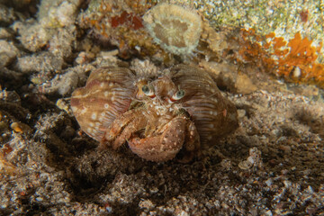 Fish swimming in the Red Sea, colorful fish, Eilat, Israel
