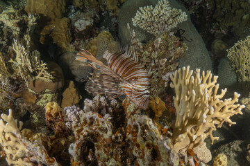 Lionfish (Pterois miles) in the Red Sea, colorful fish, Eilat, Israel
