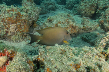 Fish swimming in the Red Sea, colorful fish, Eilat, Israel
