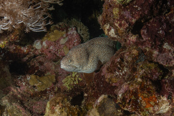 Fish swimming in the Red Sea, colorful fish, Eilat, Israel
