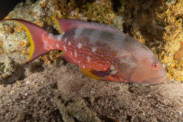 Fish swimming in the Red Sea, colorful fish, Eilat, Israel
