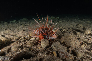 Lionfish (Pterois miles) in the Red Sea, colorful fish, Eilat, Israel
