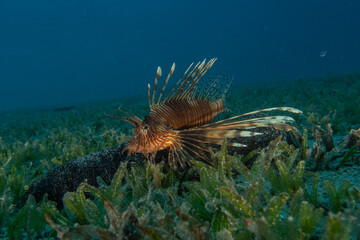 Lionfish (Pterois miles) in the Red Sea, colorful fish, Eilat, Israel
