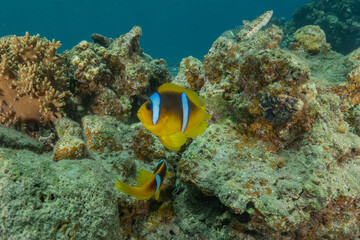 Clown-fish anemonefish in the Red Sea Colorful and beautiful, Eilat Israel
