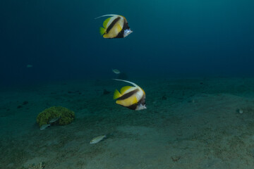 Fish swimming in the Red Sea, colorful fish, Eilat, Israel
