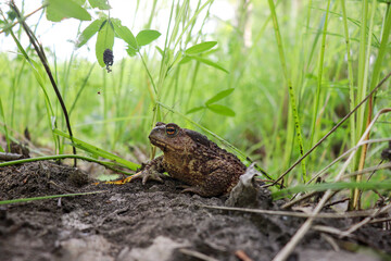 toad in the grass shade