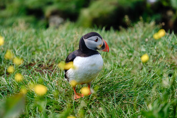 Colorful puffin wandering through wildflowers in Iceland stunning landscapes