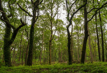 A lush forest scene on the Isle of Wight, featuring a canopy of green trees and an undergrowth of foliage under a grey sky