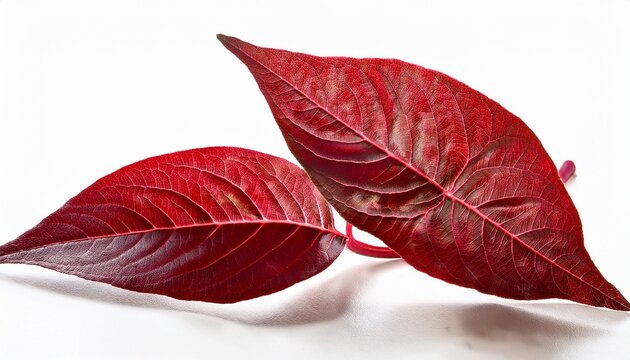 fresh red orache loboda leaves on white background