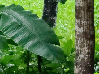 green leaves in the forest