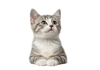 Obraz premium Illustration of cute grey tabby kitten looking up, isolated on transparent background