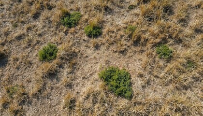 Aerial view patchy dry grass interspersed with vibrant green tufts. Natural landscape texture earth resilience in drought conditions. Uneven terrain highlights seasonal changes, arid summer