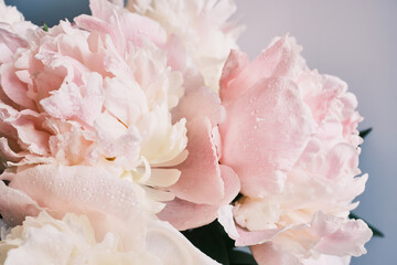 Close-up of dew-kissed pink and white peonies in full bloom