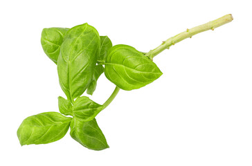 Fresh green basil sprig growing with transparent background