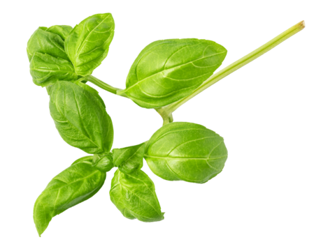 Fresh green basil sprig showing leaves and stem on transparent background