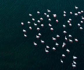 Flamingos in the Ria Formosa in the Algarve. Aerial view from a drone. Protected as a Coastal...