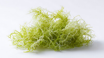 Delicate light green tangled organic growth lichen moss