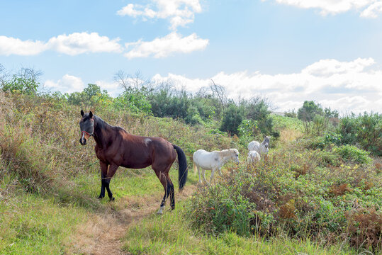 Horses with fly masks at Mountain Splendour