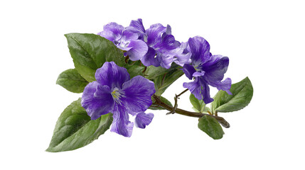 PNG of Vibrant purple flowers with lush green leaves, showcasing nature's beauty in full bloom.