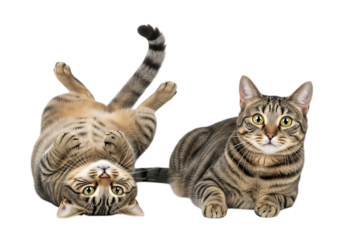 Illustration of two tabby cats playing and relaxing together isolated on transparent background