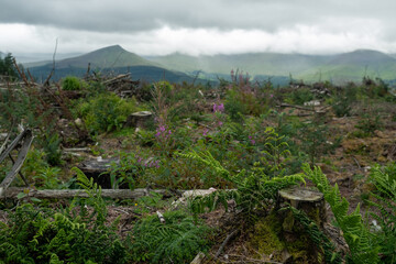 A deforested area with tree stumps and new ferns growing in the foreground against a backdrop of...