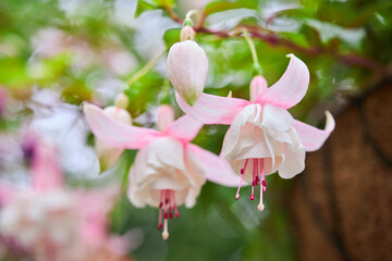 Pink and white fuschia flower blooming in the garden