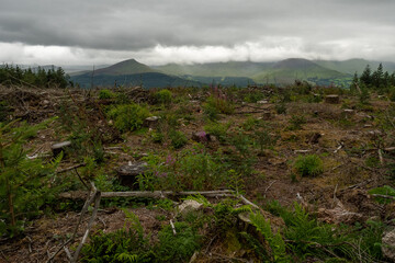 A landscape view of a recently deforested area with tree stumps and lush ferns against a backdrop...