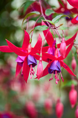 Red and purple fuchsia  flower blooming in the garden