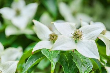 Kousa dogwood ( Cornus kousa ) flowers. Cornaceae deciduous tree. 