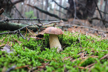 bay bolete mushroom growing in mossy pine forest floor nature scene