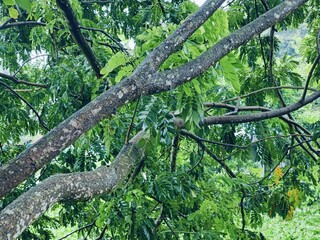 Vibrant green tree capturing tranquil natural beauty in the outdoors 