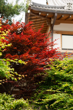 Vibrant autumn foliage at Kitano Tenmangu Shrine
