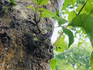 Close-up shot of a tree trunk showcasing its rough bark texture and natural details, with shadows...