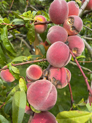 peach fruit Prunus persica on the tree in the garden vertical