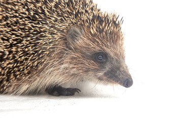 Hedgehog exploring its surroundings in a bright, neutral setting