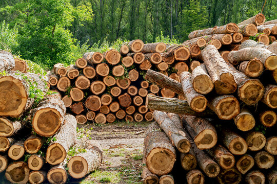 Logs of wood stacked in a forest highlighting deforestation