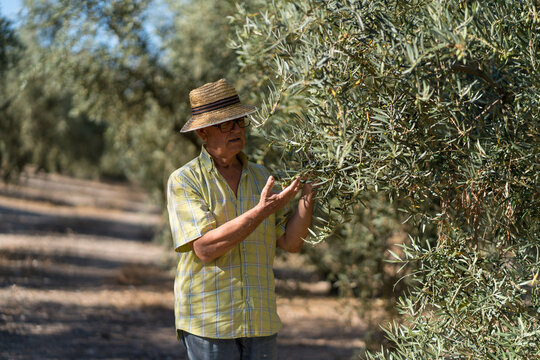 Senior farmer examines olive tree in rural setting - Powered by Adobe