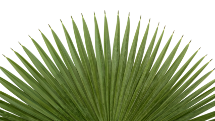 Green fan palm leaf isolated on the transparent background minimal botanical nature pattern natural texture tropical foliage eco design