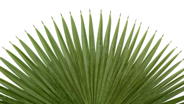 Green fan palm leaf isolated on the transparent background minimal botanical nature pattern natural texture tropical foliage eco design - Powered by Adobe