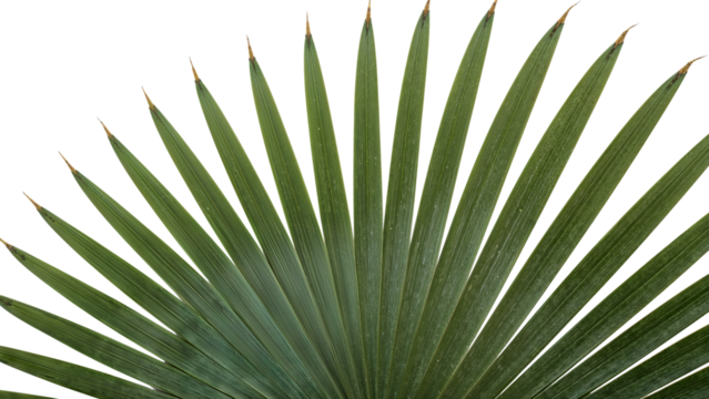 Fan palm leaf spread on the transparent background showcasing symmetry, texture, greenery, and minimalist botanic design