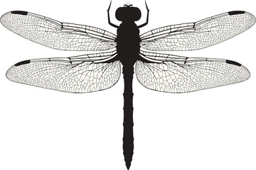 Vector art of detailed dragonfly illustration with intricate wing patterns creating a vintage nature inspired design perfect for backgrounds