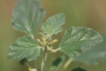 Chrozophora tinctoria ( croton) is a plant species native to the Mediterranean, the Middle East,...