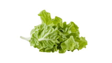 Fresh green leaf lettuce isolated on the transparent background for healthy food and vegan diet concepts