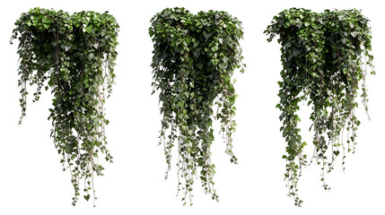 Lush green hanging ivy vines cascading downwards with delicate tendrils leaves