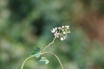 Cynanchum acutum is a species of climbing vine swallowworts native to Europe, Africa, and Asia	
